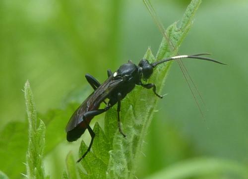 Probolus sp.